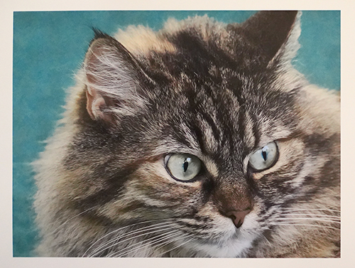 Sample photo of a cat printed on the Epson SureColor P900 inkjet photo printer