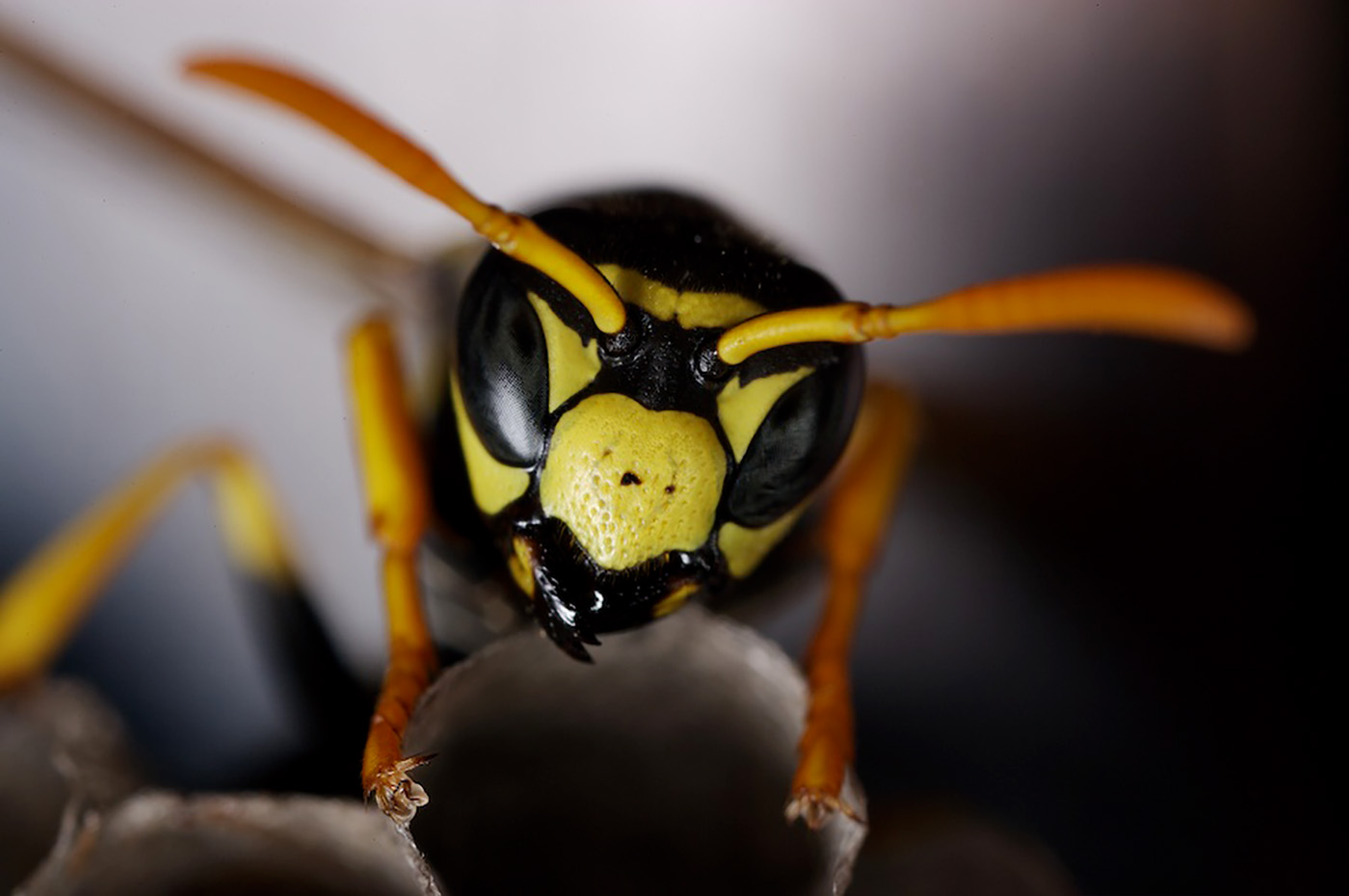 A hornet seen through a macro lens while it is creating a nest.