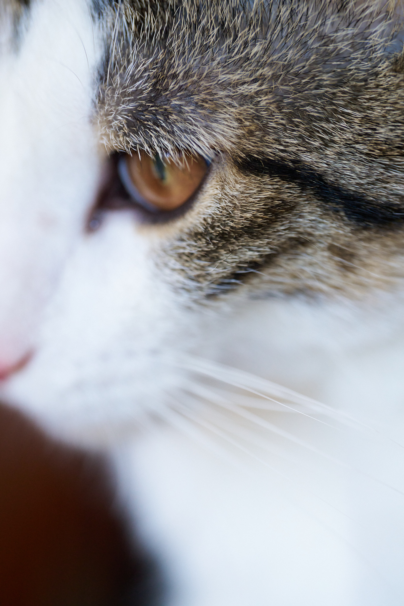 A close up shot of a cat's face