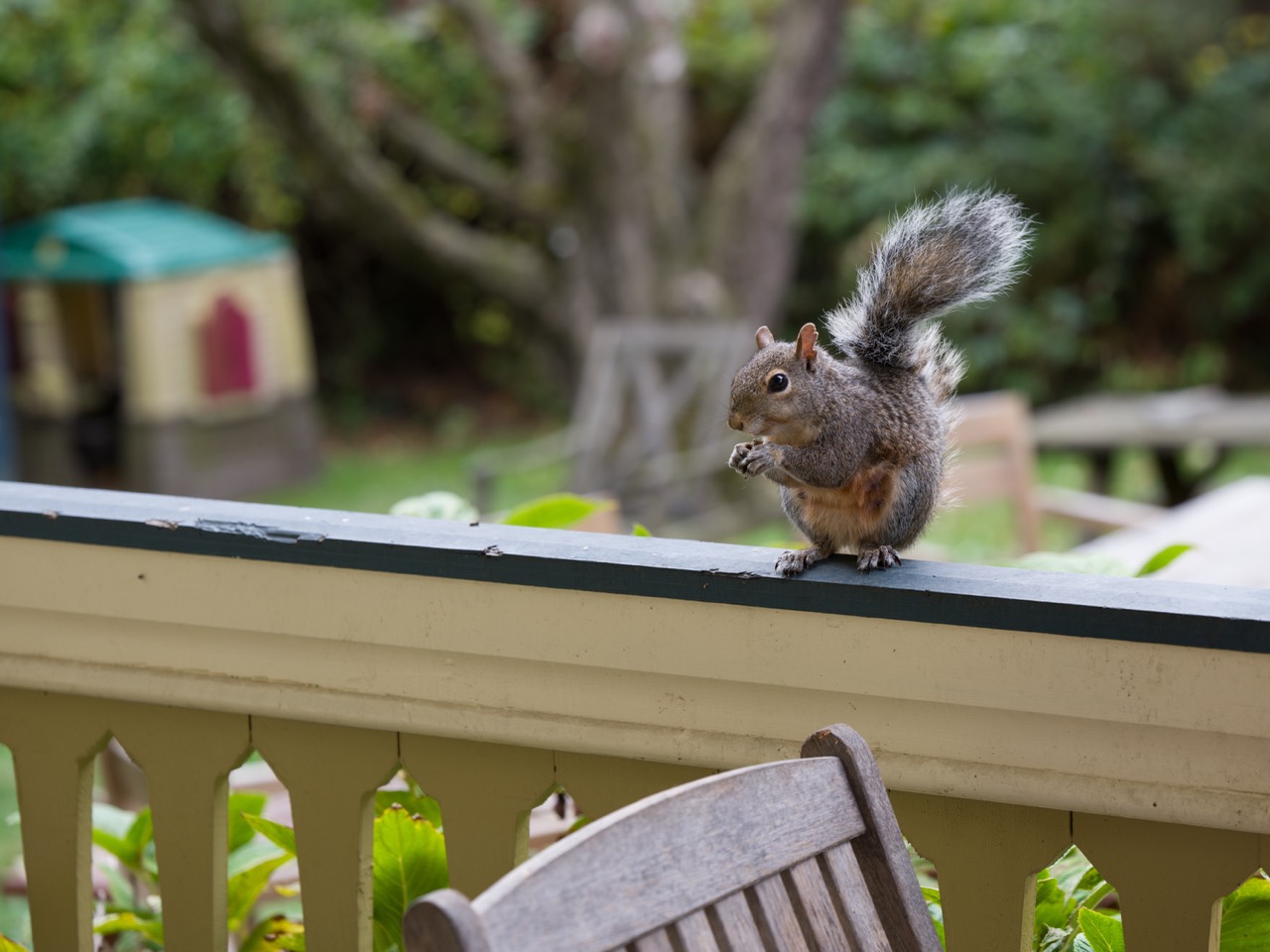 A squireel eating nuts on a porch railing