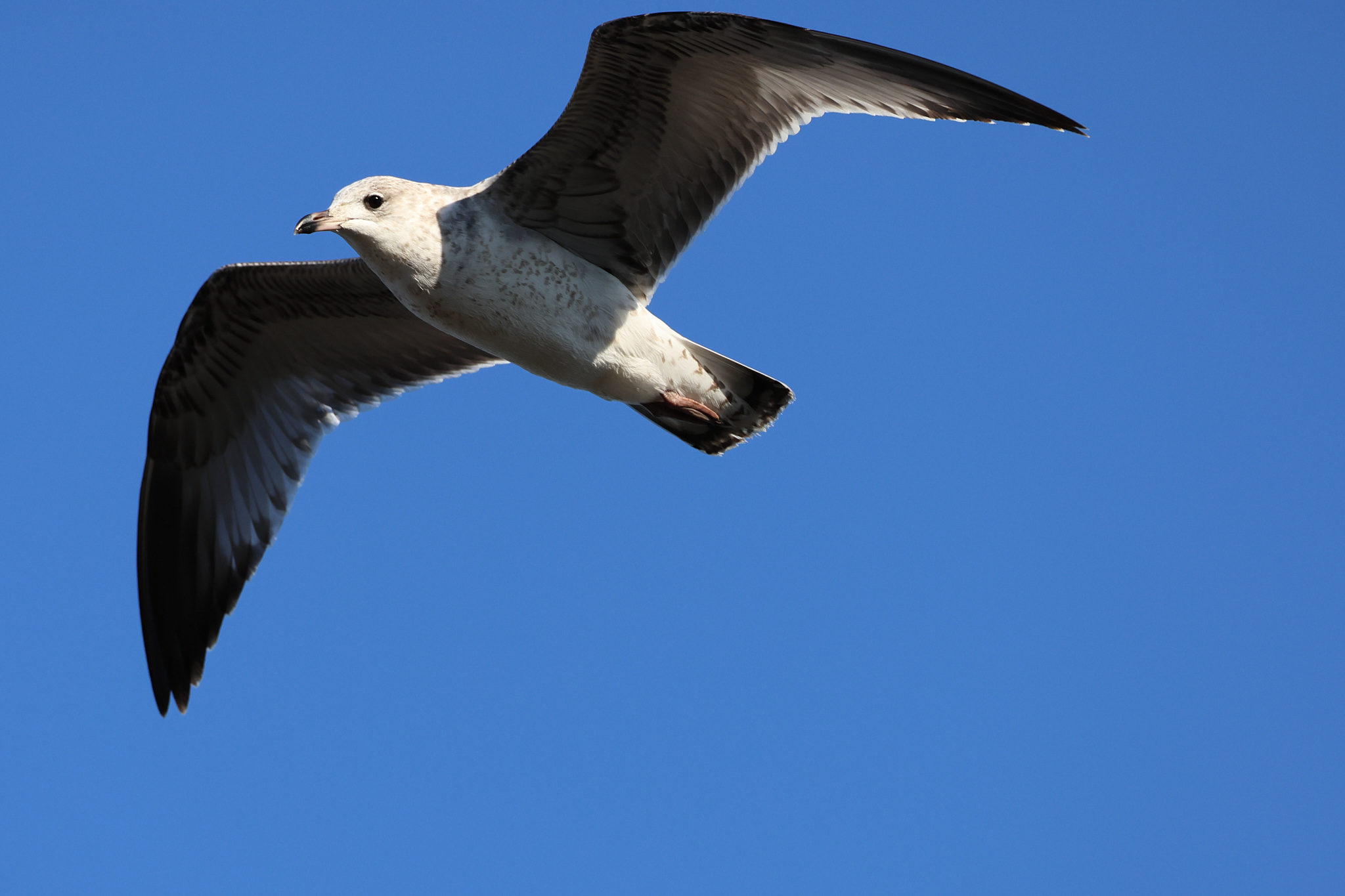 A clsoeup of a segull flying.
