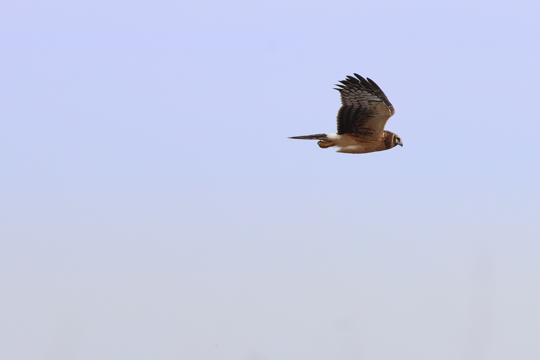 A great northern harrier in flight.