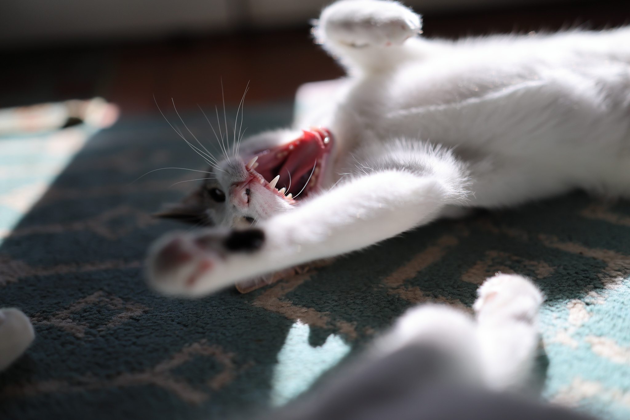 A cat yawning with teeth displayed and paw out.