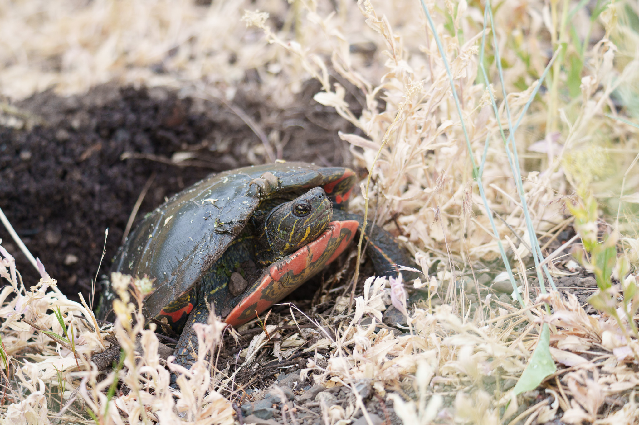 This turtle was laying eggs. I gave it plenty of space.