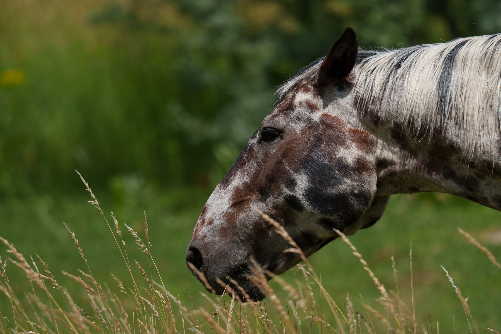 I swear this horse posed for the camera. Or maybe it thought I had an apple.