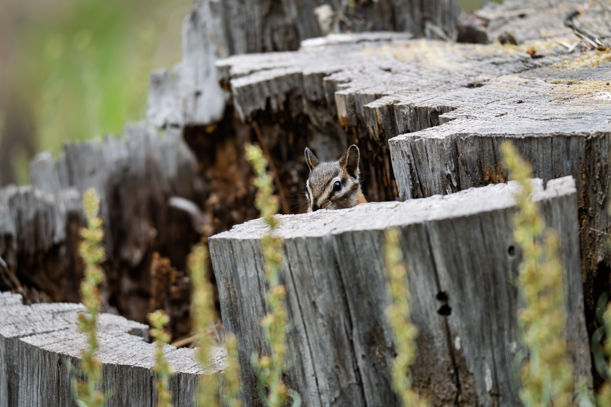 This chipmunk was guarded his nut stash.