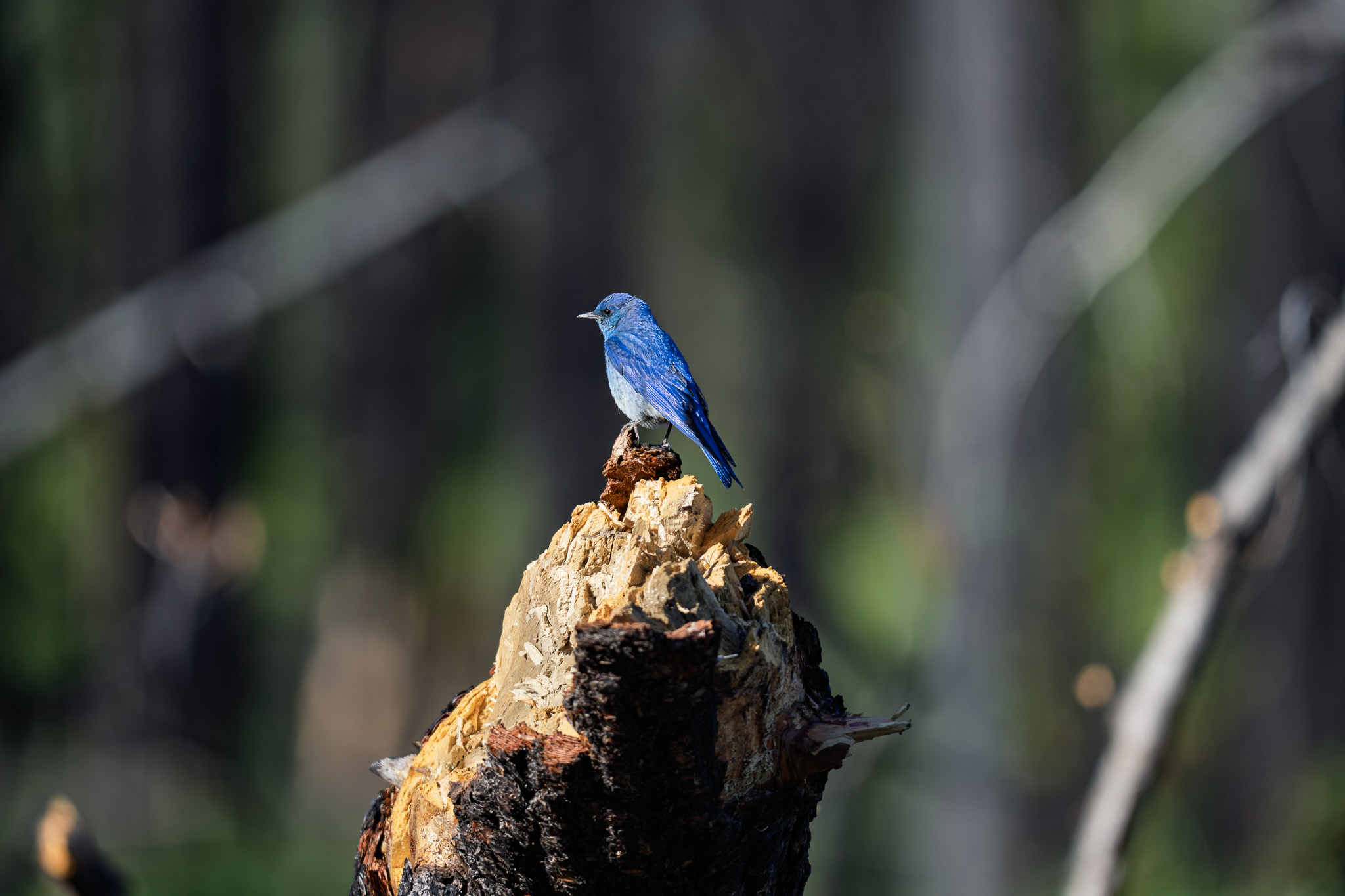 A bluebird in the Methow Valley this Spring.