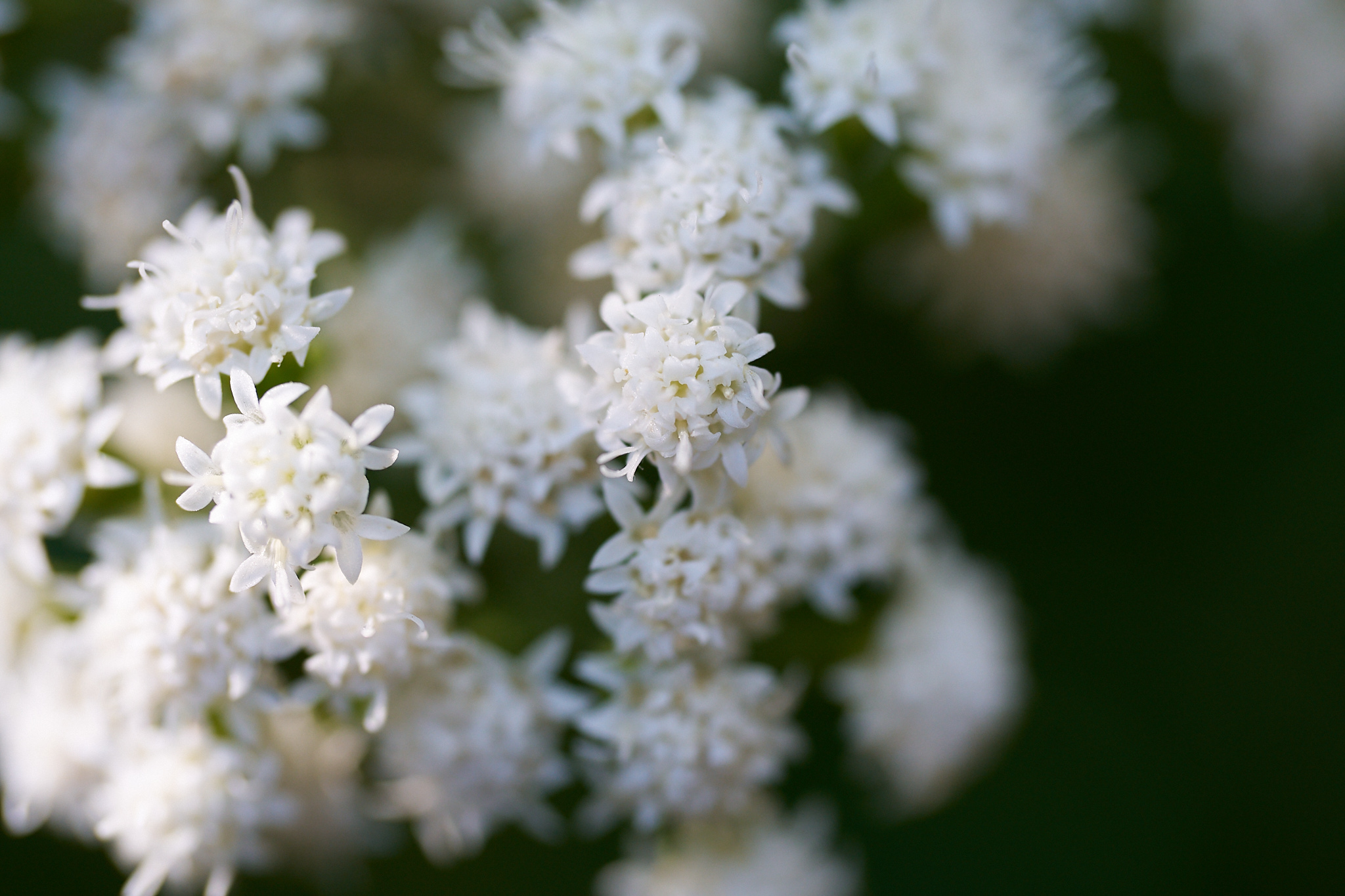 Tiny wildlflowers against a green background