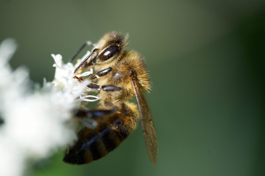 A honeybee collects pollen