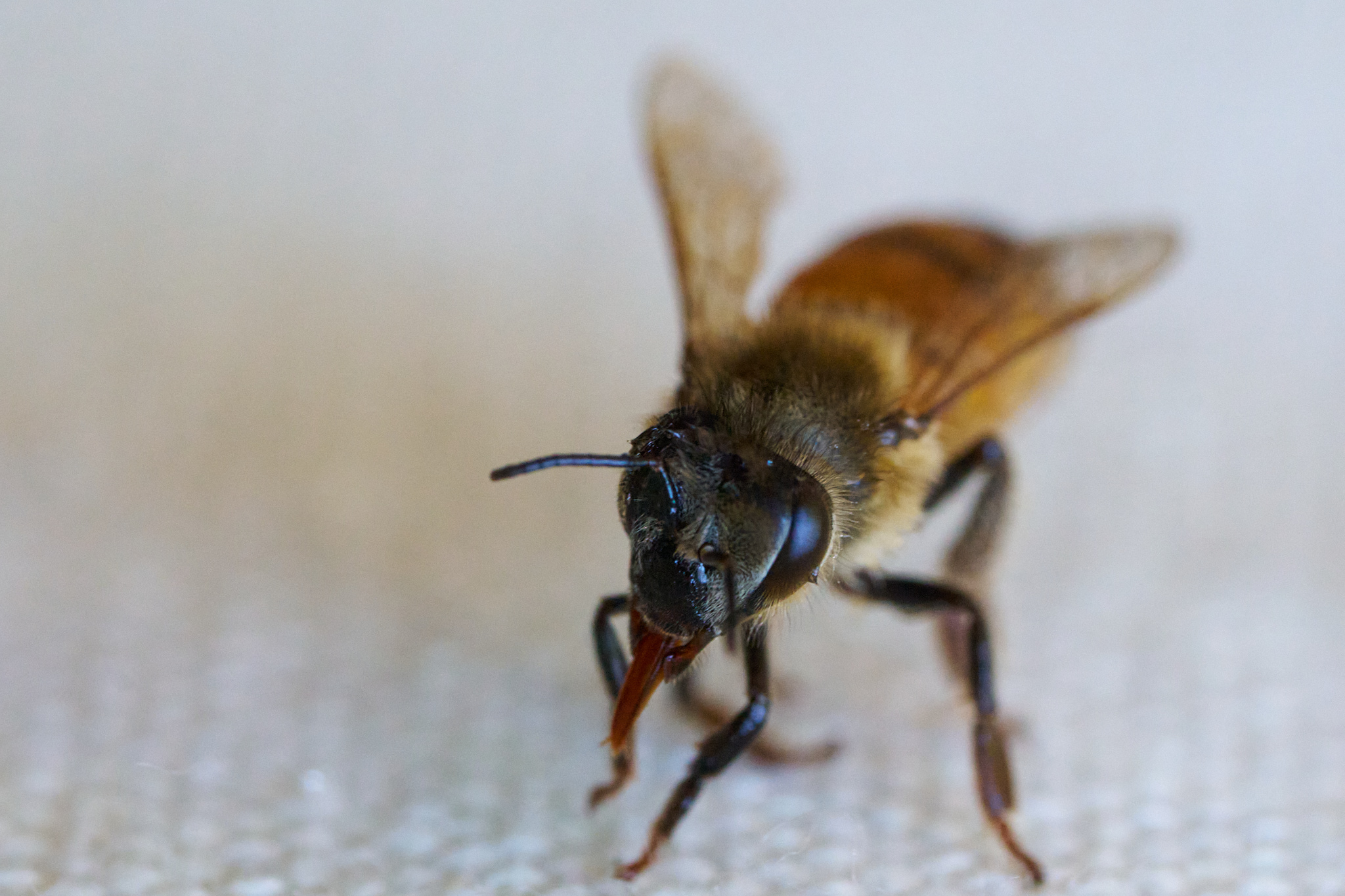 bee with its probiscus out