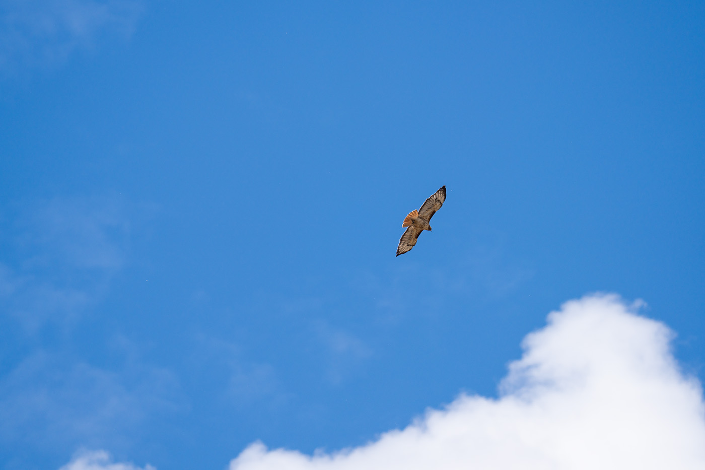 A wide view of a hawk againstd a blue sky