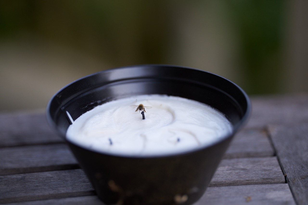 A tabletop cannle with a bee resting on the wick.