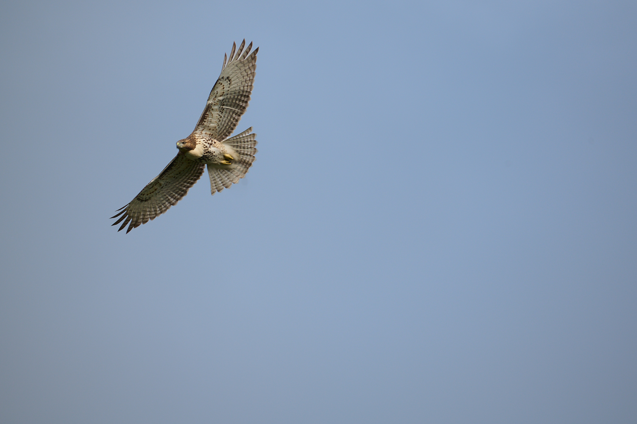 A hawk circling overhead against a clear sky.