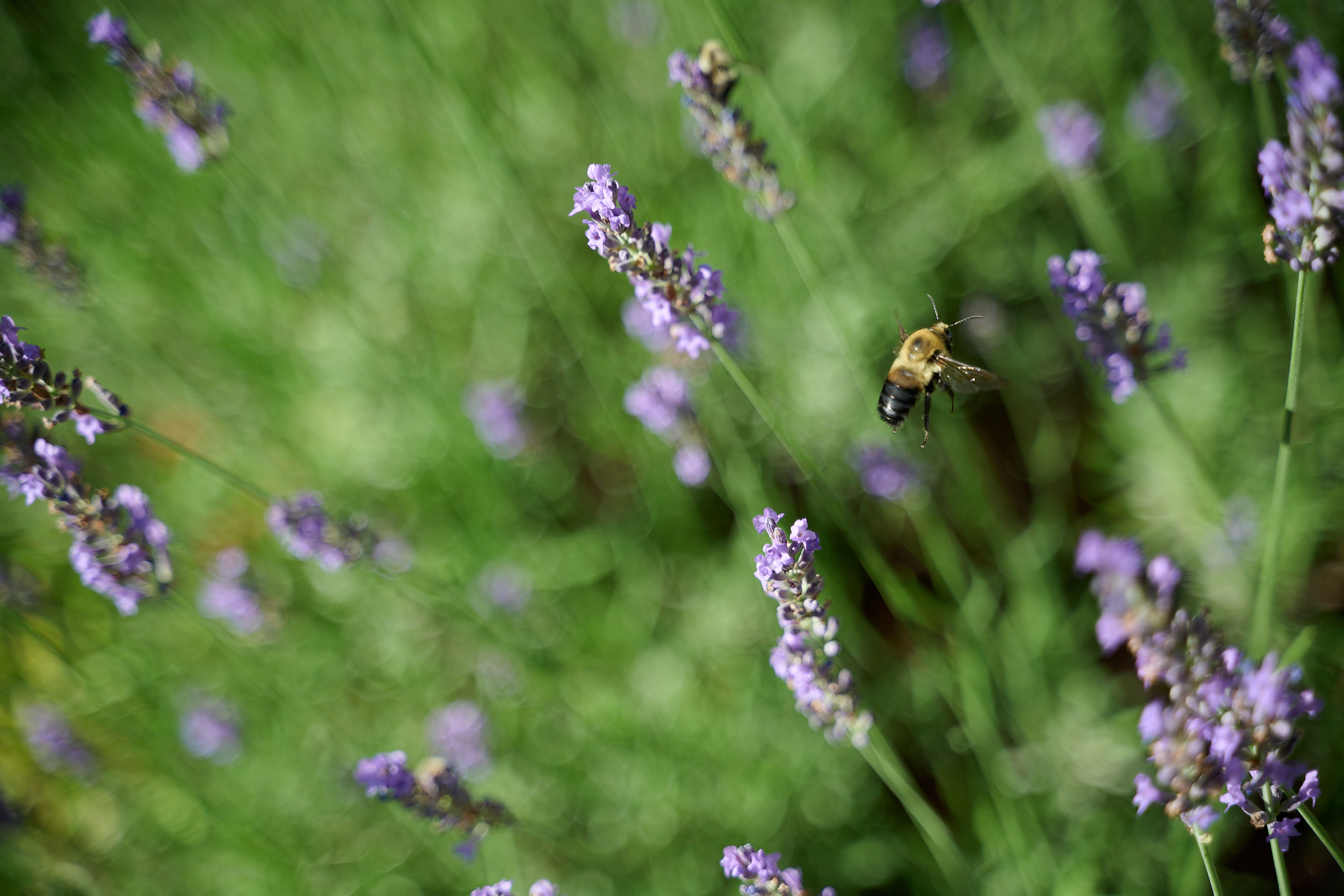 A bee flying near a purple cluster of flowers.