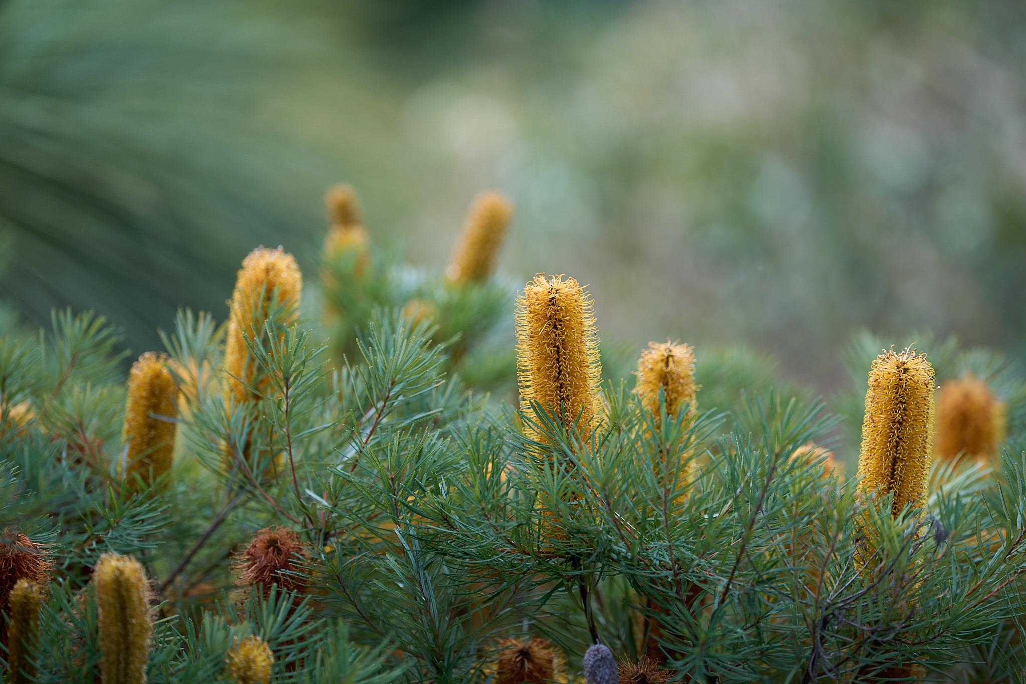 Bright yellow flowering plants in a sea of green grass.
