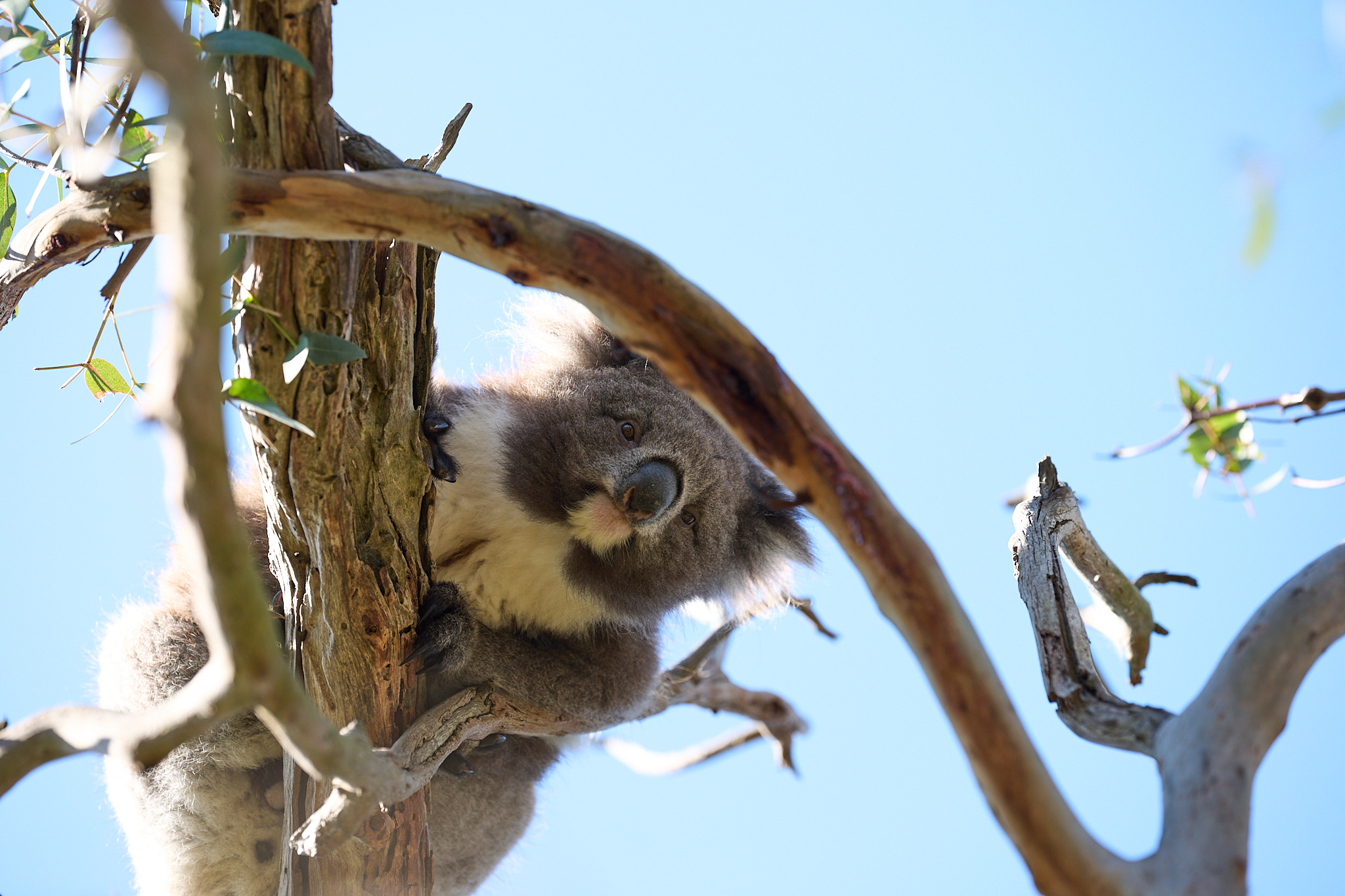 A koala peering down from a tree