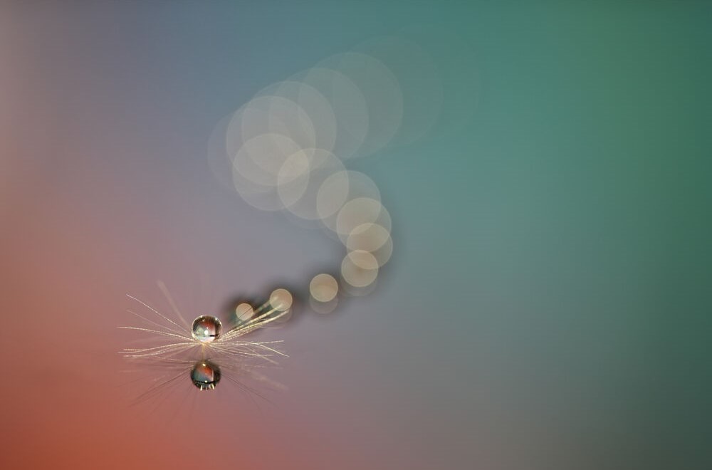 Sample Images with the Sony FE 100mm F/2.8 GM.