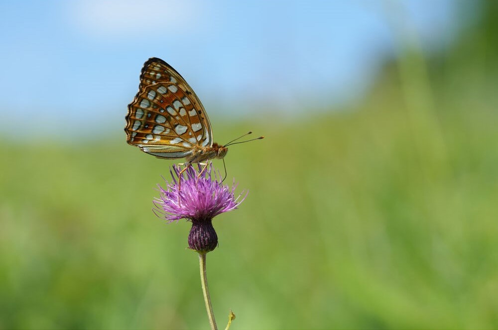 Sample Images with the Sony FE 100mm F/2.8 GM