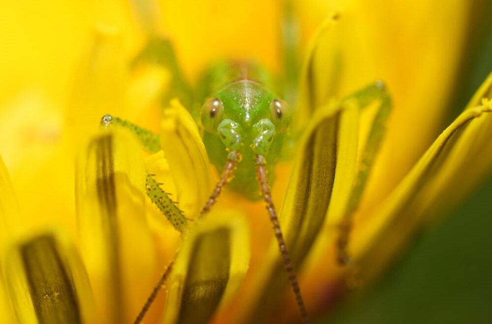 Sample Images with the Sony FE 100mm F/2.8 GM.