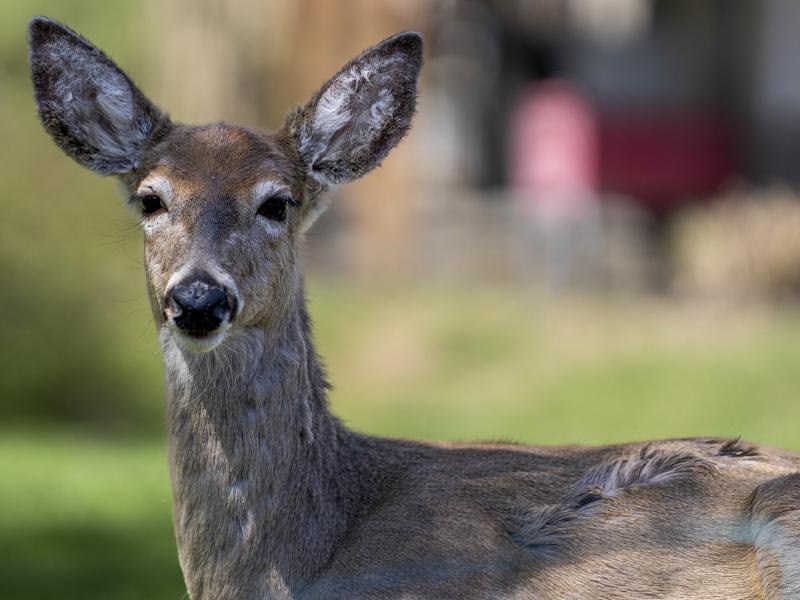 Photo of deer taken with the Sony FE 50-150mm f2 GM lens