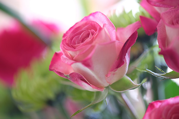 Fujinon XF 80mm f/2.8 R LM OIS WR Review: Field Test -- Gallery Image