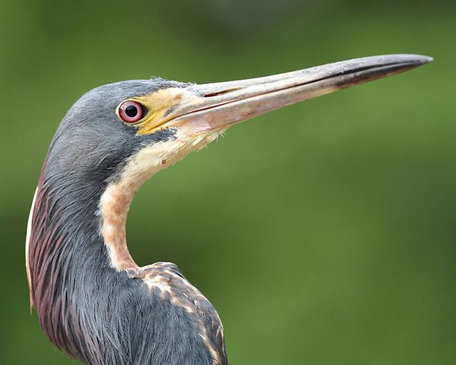 Canon EOS R7 Review: Preview -- Gallery Image