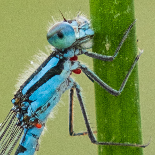 Sigma 150-600mm f/5-6.3 DG DN OS Sports Review: Field Test -- Gallery Image