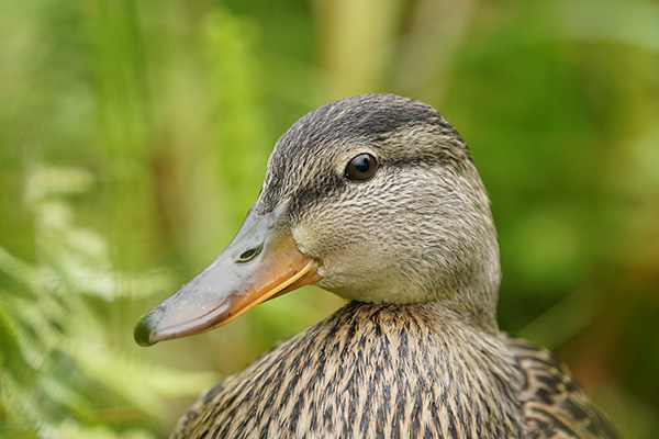 Sigma 150-600mm f/5-6.3 DG DN OS Sports Review: Field Test -- Gallery Image