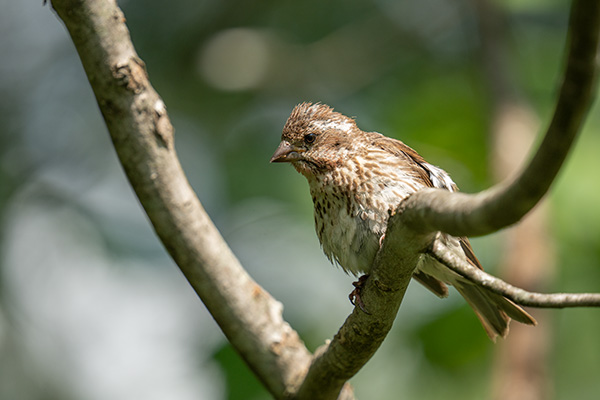 Sigma 150-600mm f/5-6.3 DG DN OS Sports Review: Field Test -- Gallery Image