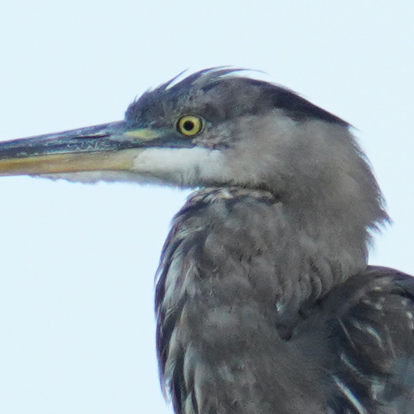 Sigma 150-600mm f/5-6.3 DG DN OS Sports Review: Field Test -- Gallery Image