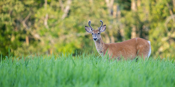 Sigma 150-600mm f/5-6.3 DG DN OS Sports Review: Field Test -- Gallery Image