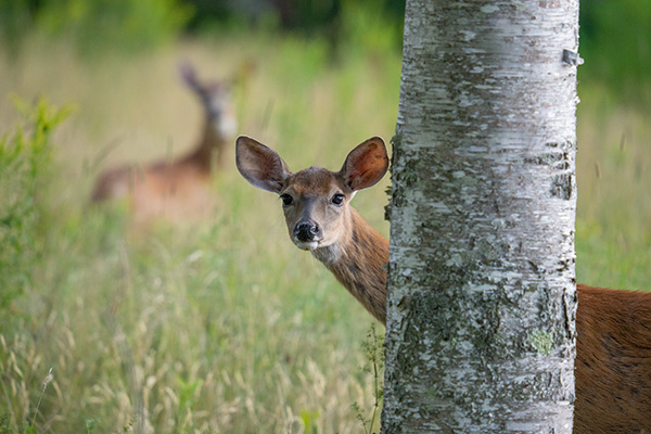 Sigma 150-600mm f/5-6.3 DG DN OS Sports Review: Field Test -- Gallery Image